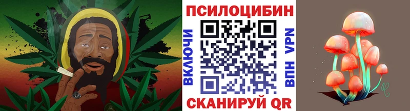 блэк спрут зеркало  Заволжск  Псилоцибиновые грибы Psilocybine cubensis 